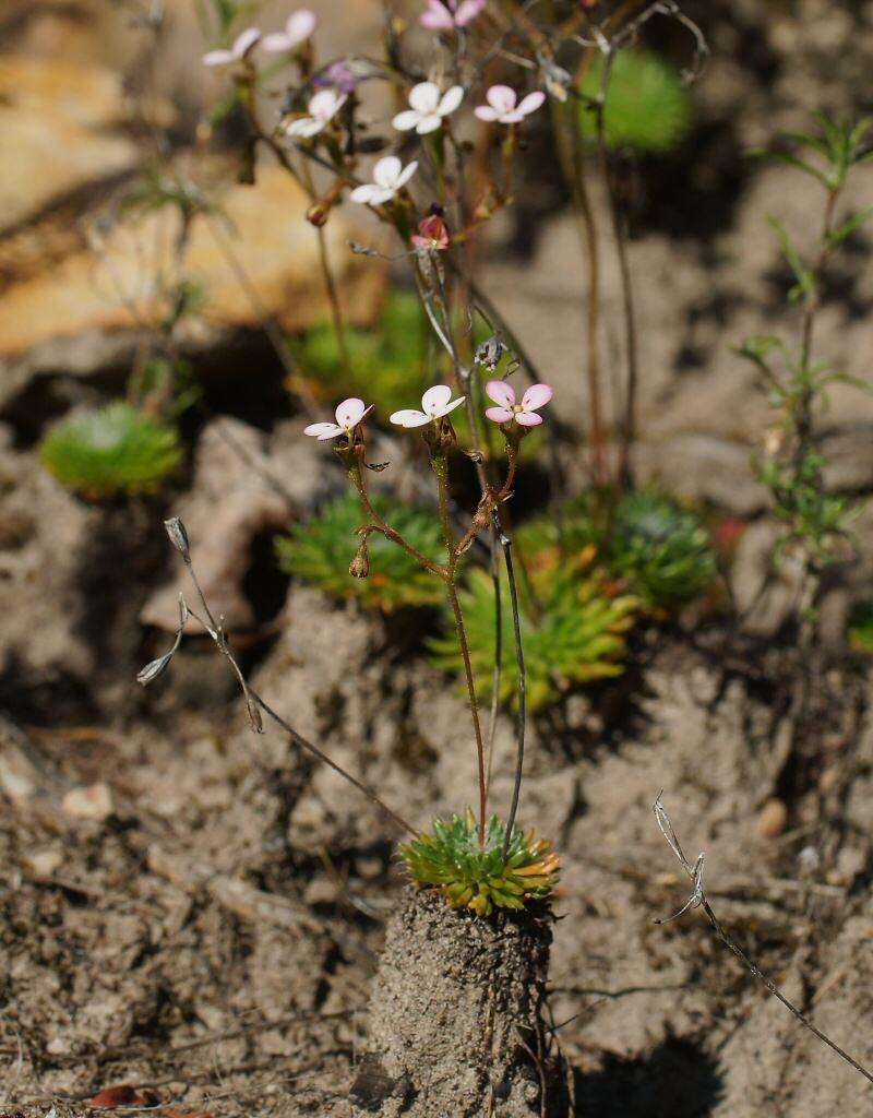 Image of Stylidium soboliferum F. Müll.