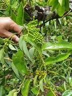 Image of Australian pepper