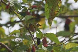 Zosterops silvanus Peters, JL & Loveridge 1935 resmi