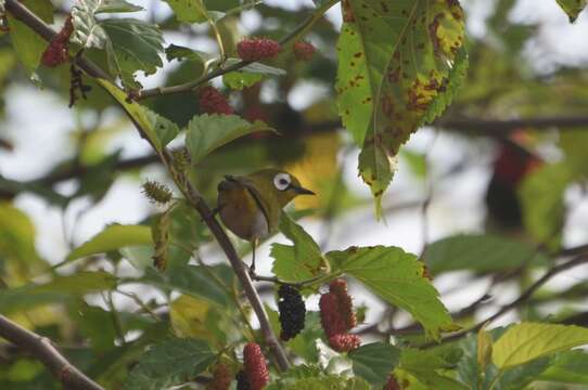 Image of Taita White-eye