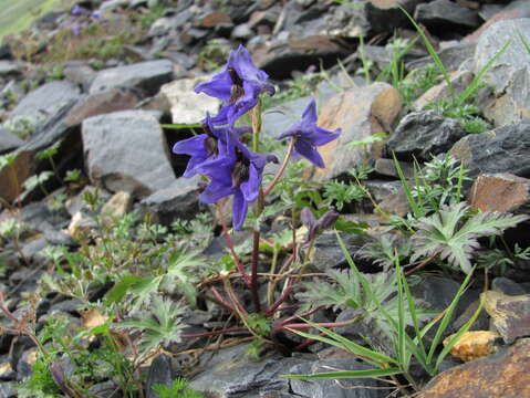 Delphinium caucasicum C. A. Mey.的圖片