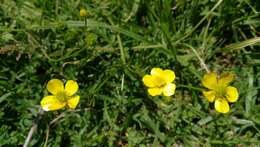 Image of Common buttercup