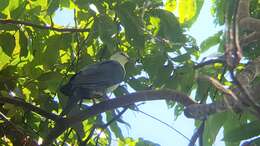 Image of Pied Cuckoo-Dove