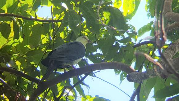 Image of Pied Cuckoo-Dove