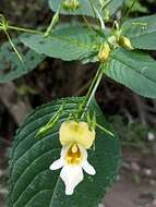 Image of Impatiens edgeworthii Hook. fil.