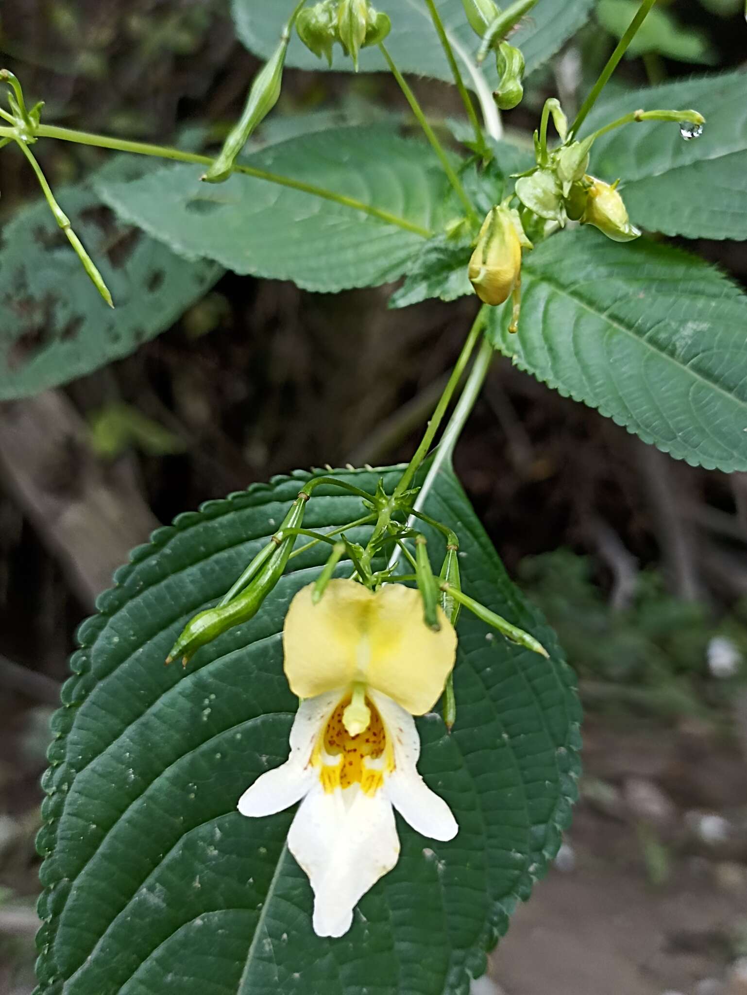 Image of Impatiens edgeworthii Hook. fil.