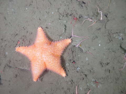 Image of Arctic cushion star