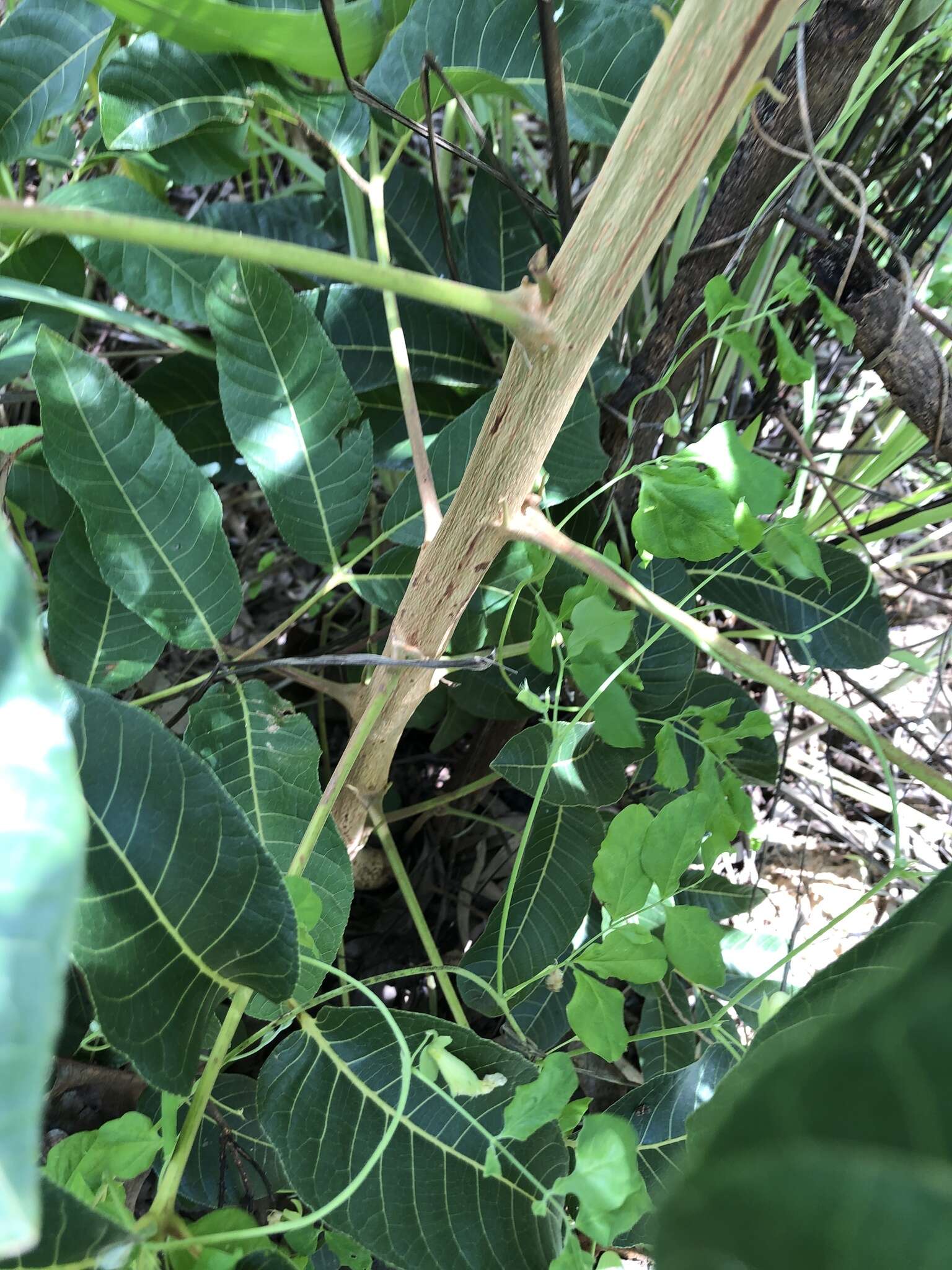 Image of island white beech