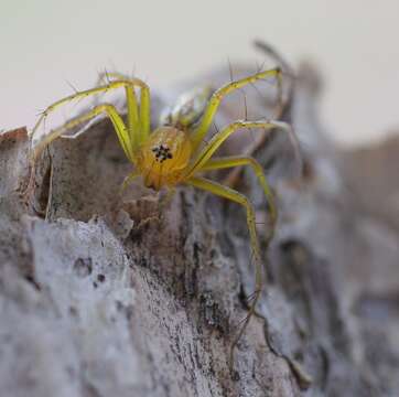 Image of Oxyopes papuanus Thorell 1881