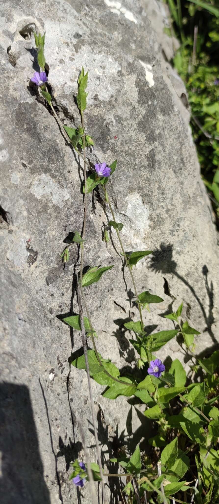 Image de Convolvulus siculus L.