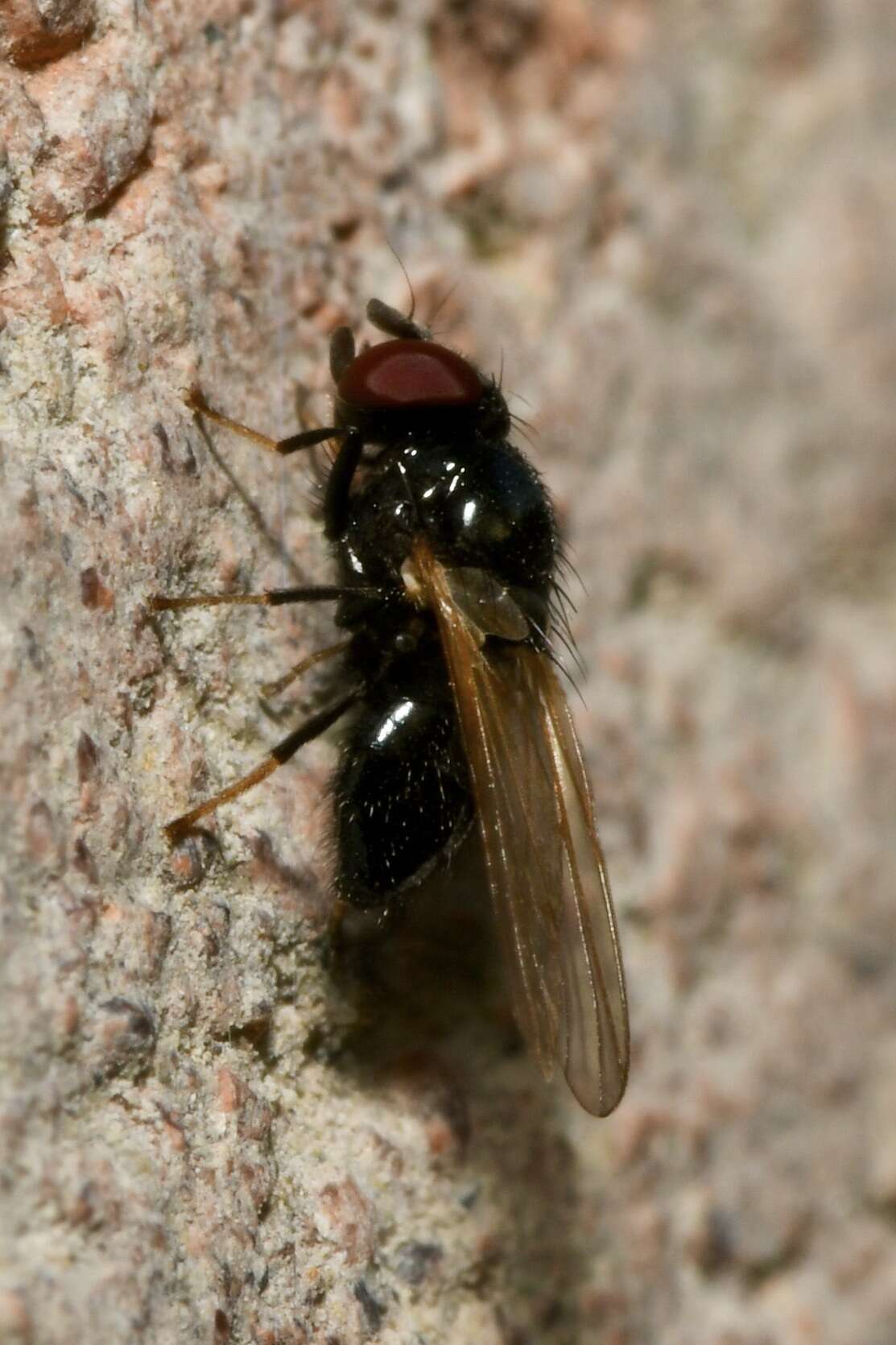 Image of Lonchaea palposa Zetterstedt 1847