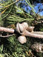 Image of Hakea drupacea (C. F. Gaertn.) Roem. & Schult.