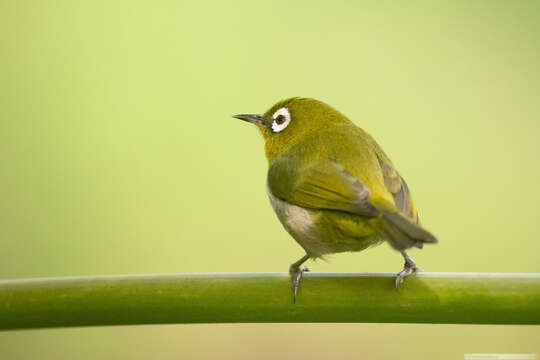 Image of Green-backed White-eye