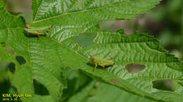 Image of Anapodisma miramae Dovnar-Zapolskij 1932