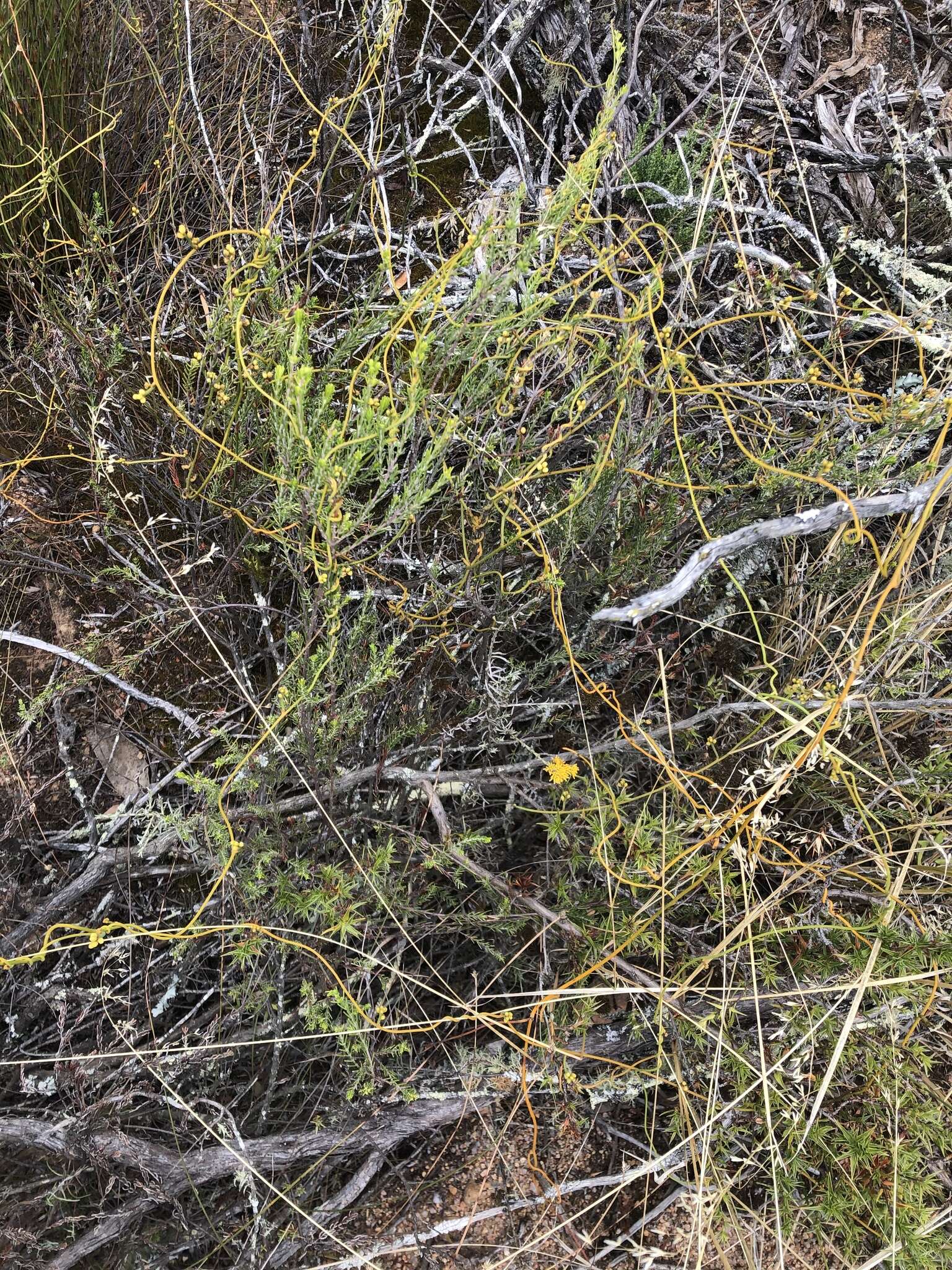 Image of Helichrysum rutilans (L.) D. Don