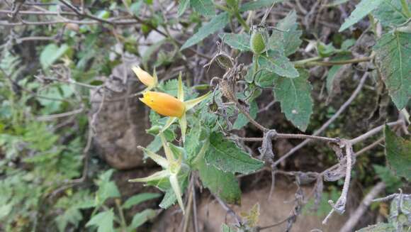 Image of Mentzelia scabra Kunth