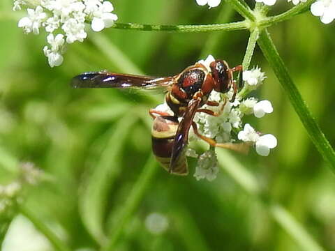 Euodynerus pratensis (de Saussure 1870)的圖片