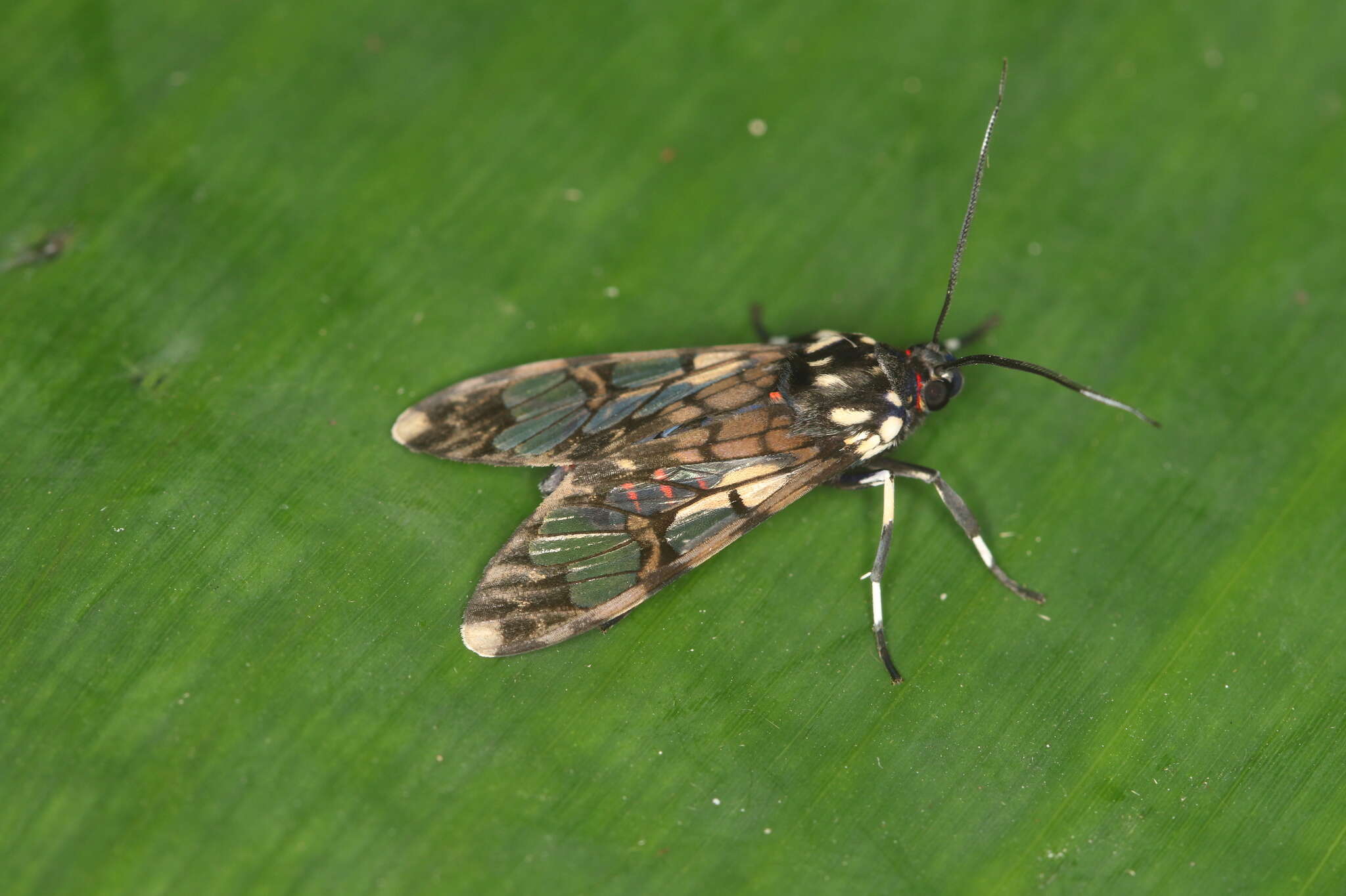 Image of Hyaleucerea vulnerata Butler 1875