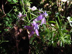 Image de Delphinium gracilentum Greene