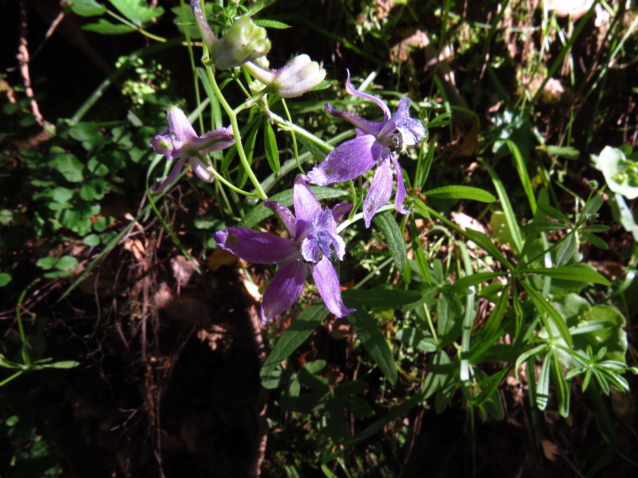 Delphinium gracilentum Greene的圖片