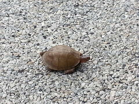 Image of Three-toed box turtle