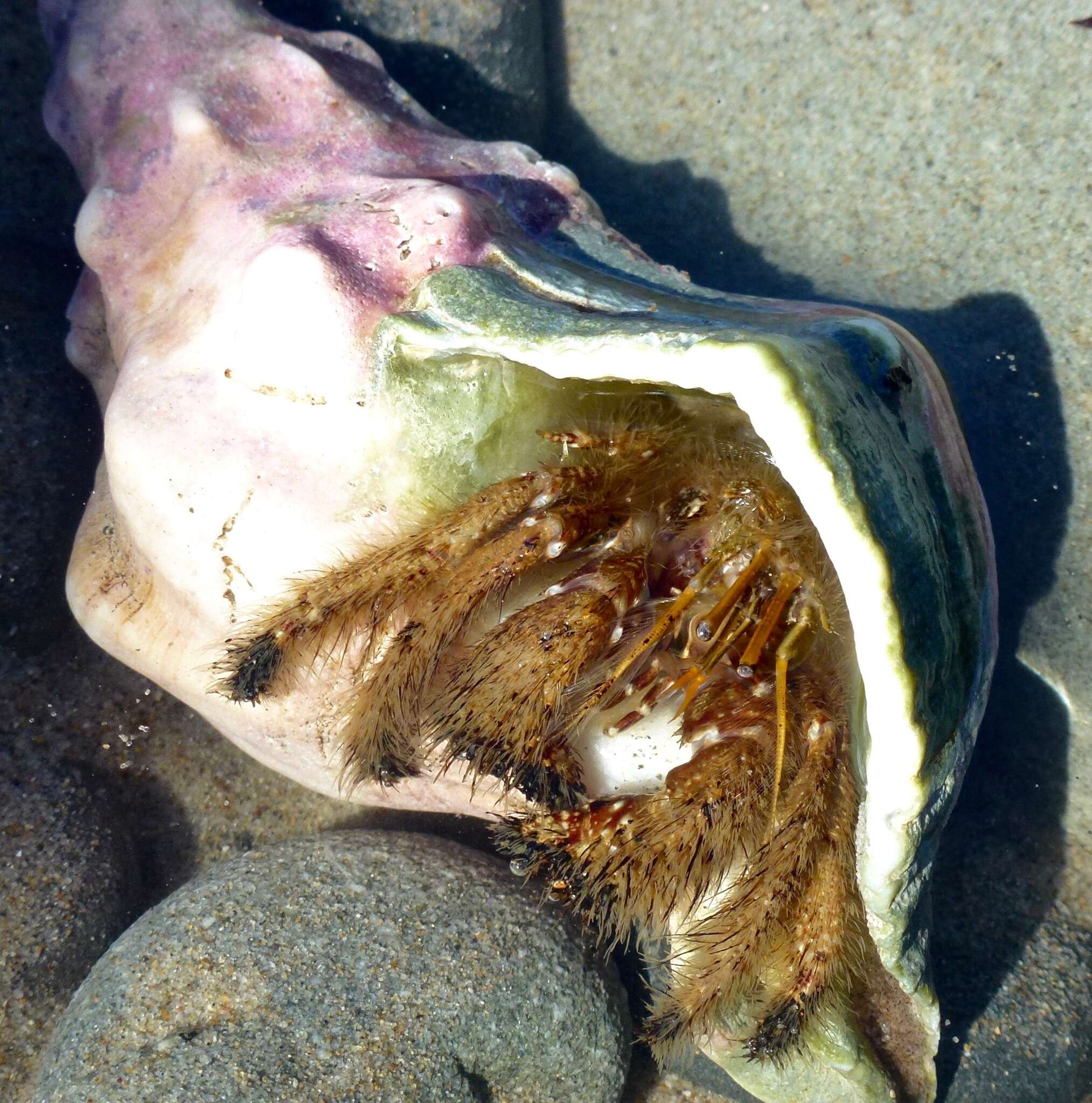 Image of furry hermit crab