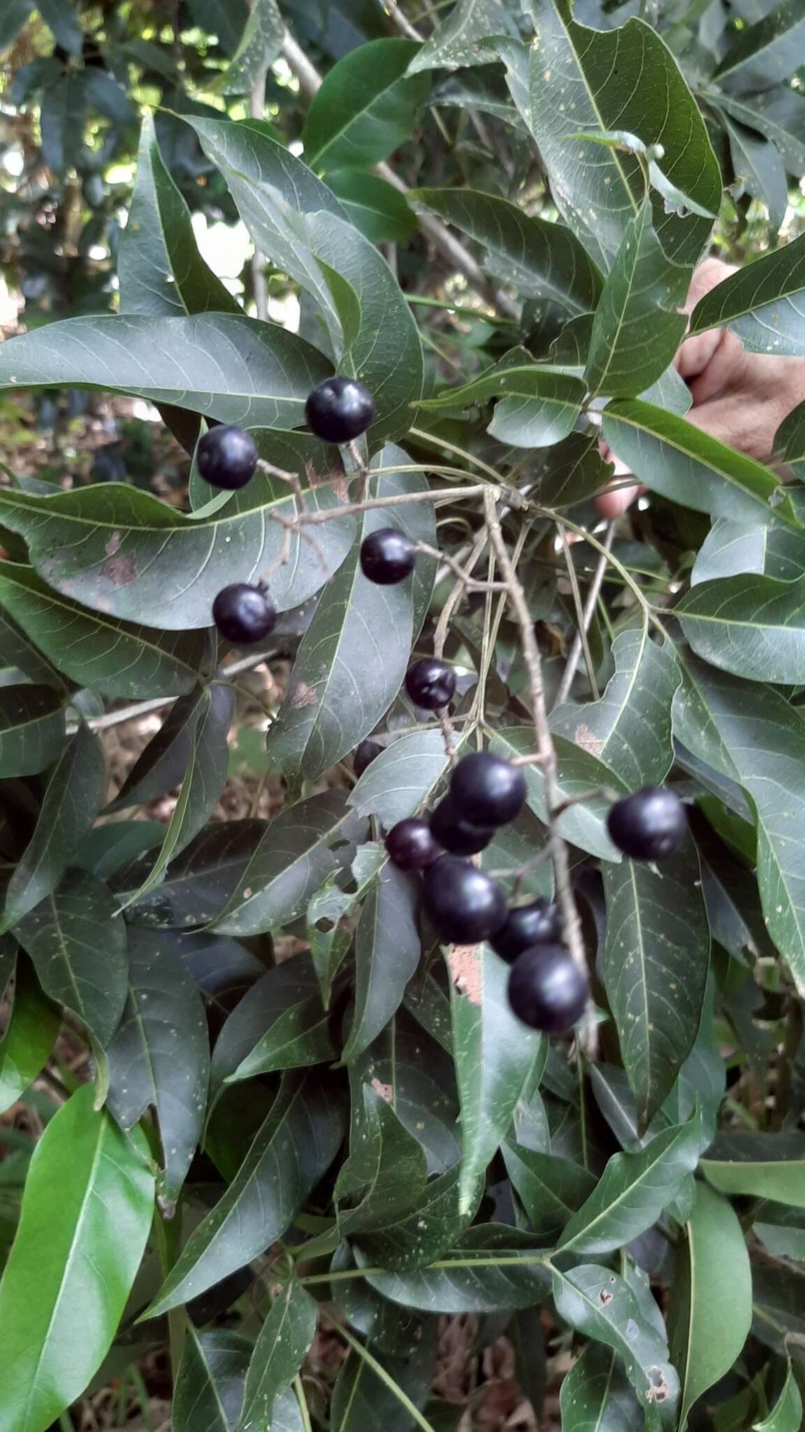 Imagem de Vitex parviflora A. Juss.