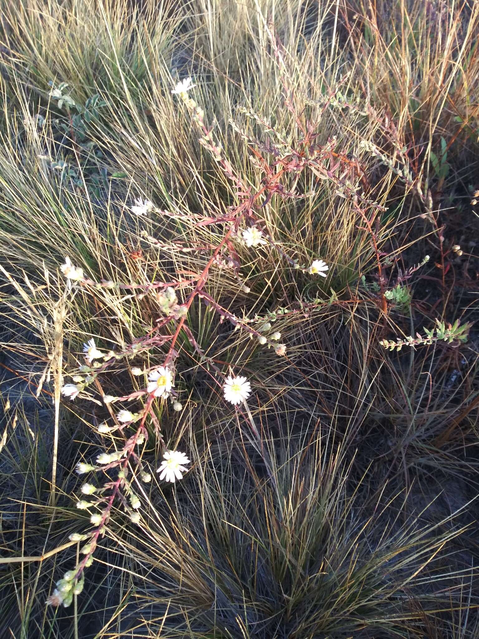 Image of Hall's aster