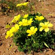 Image of Oxalis copiosa F. Bolus