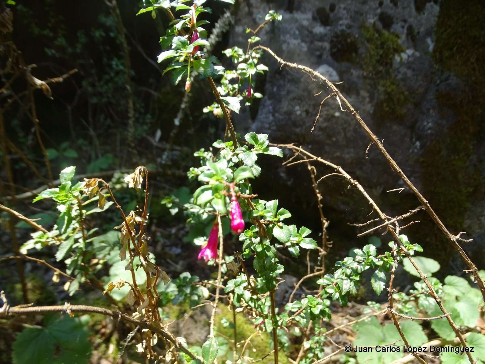 Image of Fuchsia microphylla Kunth