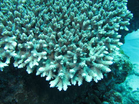 Acropora natalensis Riegl 1995的圖片