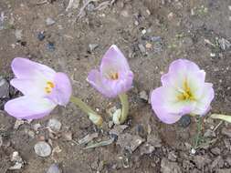 Image of showy colchicum