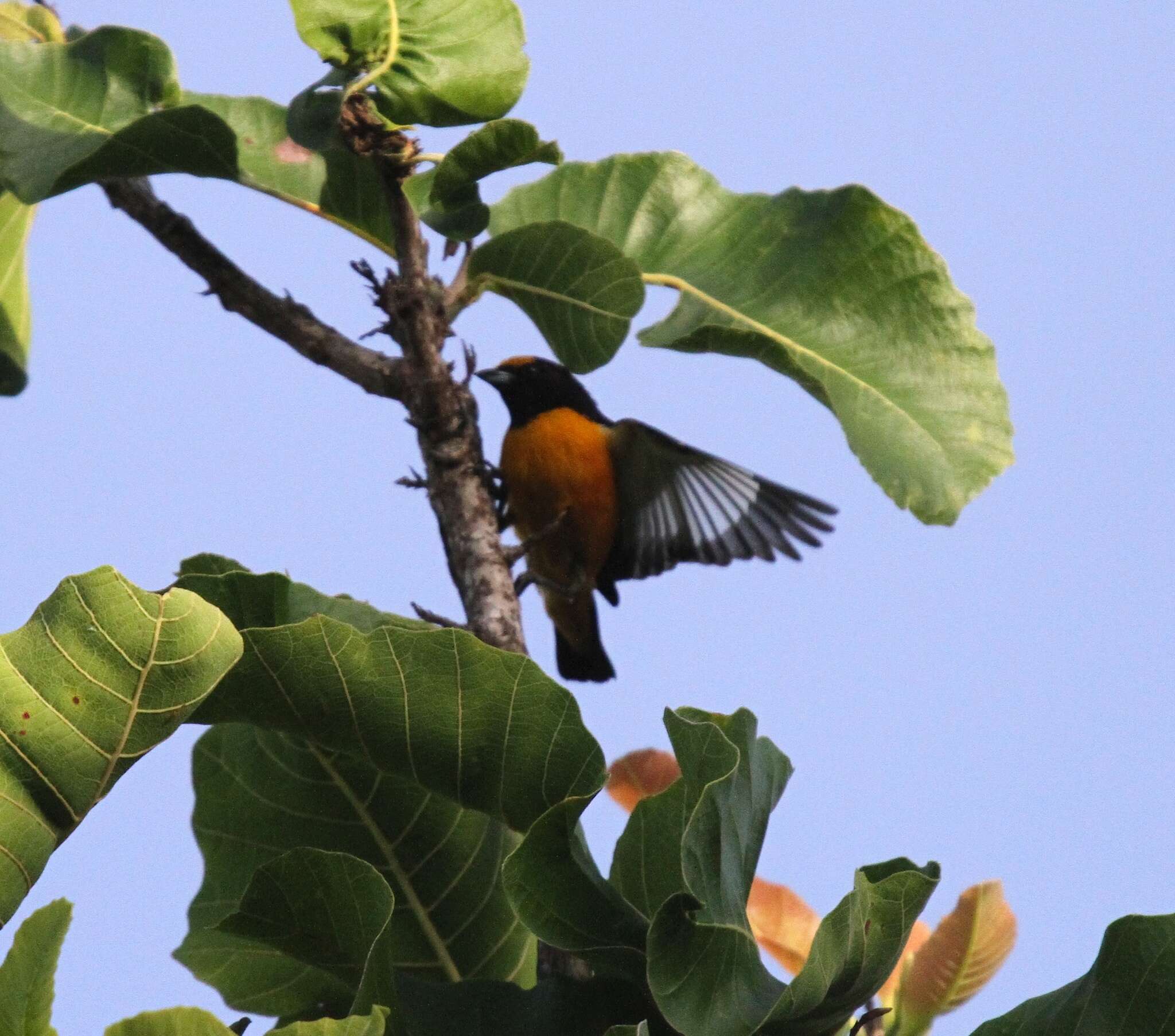 Image of Finsch's Euphonia