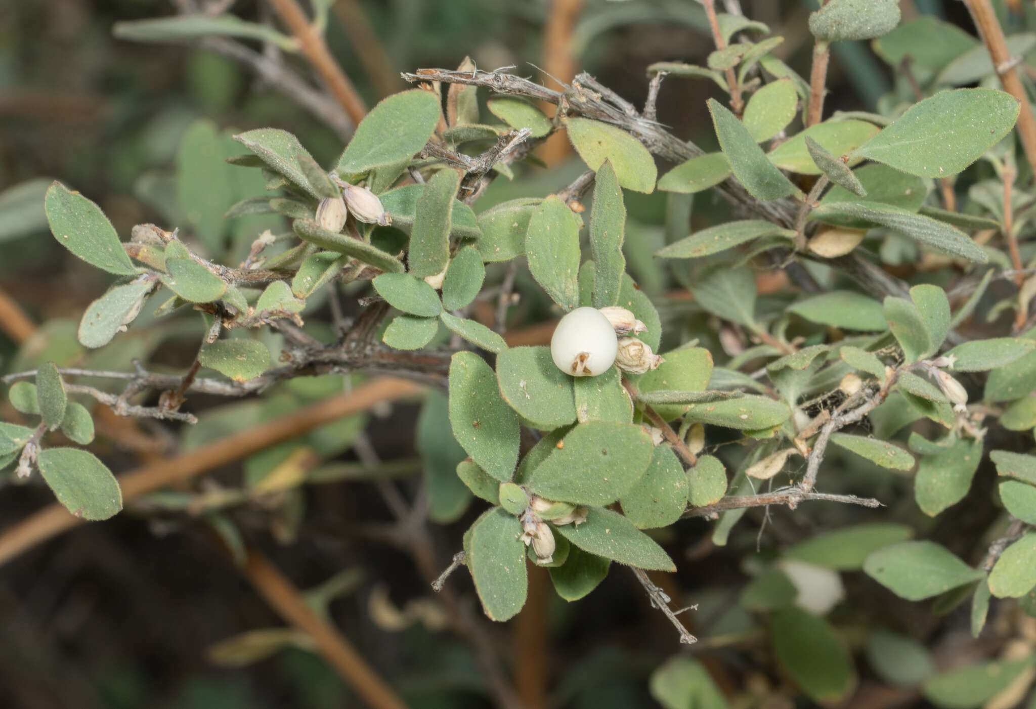 Image of creeping snowberry