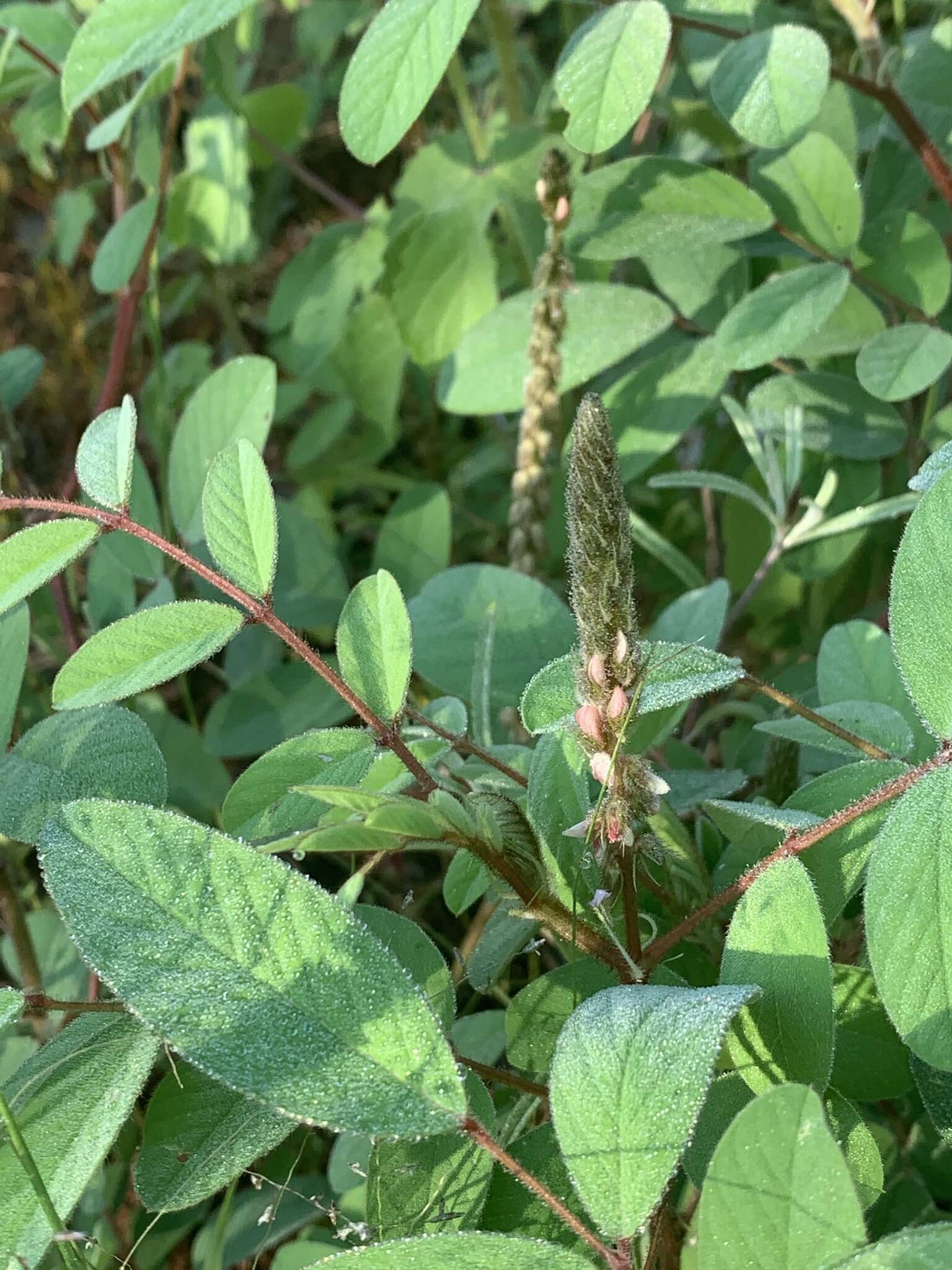 Indigofera astragalina DC.的圖片