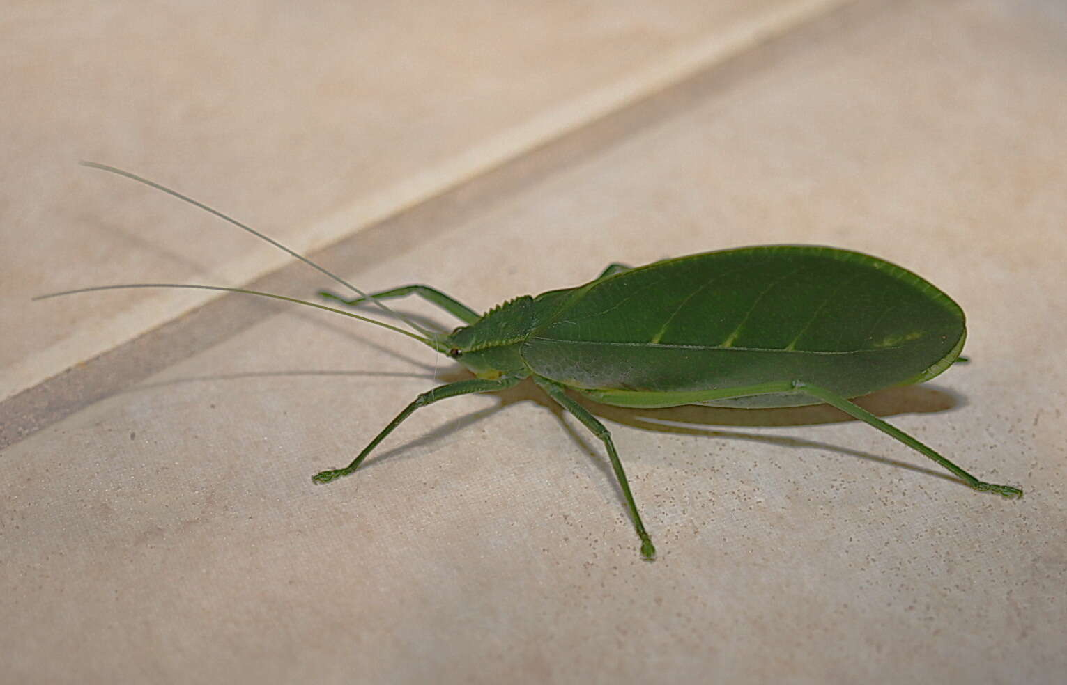 Image of Chloracantha hilleri Rentz, D. C. F., Y. Su & Ueshima 2015