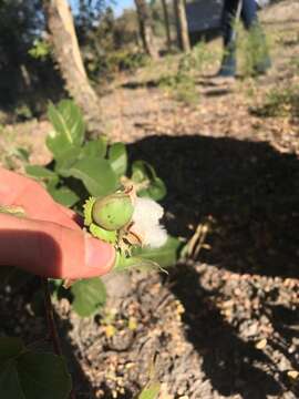 Imagem de Gossypium herbaceum subsp. africanum (Watt) Vollesen