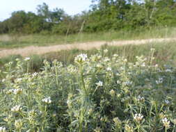 Image of Dorycnium pentaphyllum subsp. germanicum (Gremli) Gams