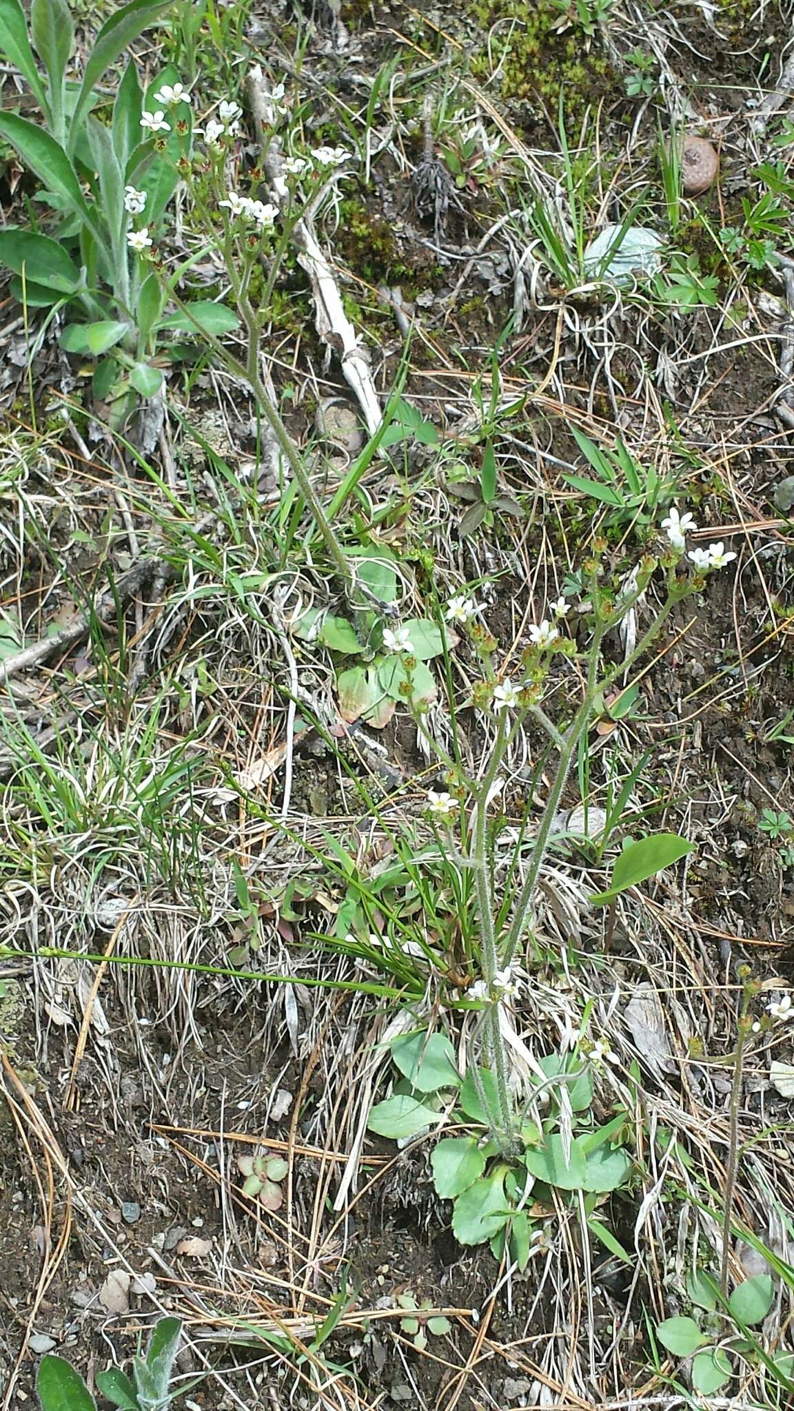 Image of Early Pseudosaxifrage