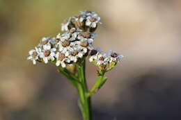 Image of Ixodia achillaeoides subsp. alata