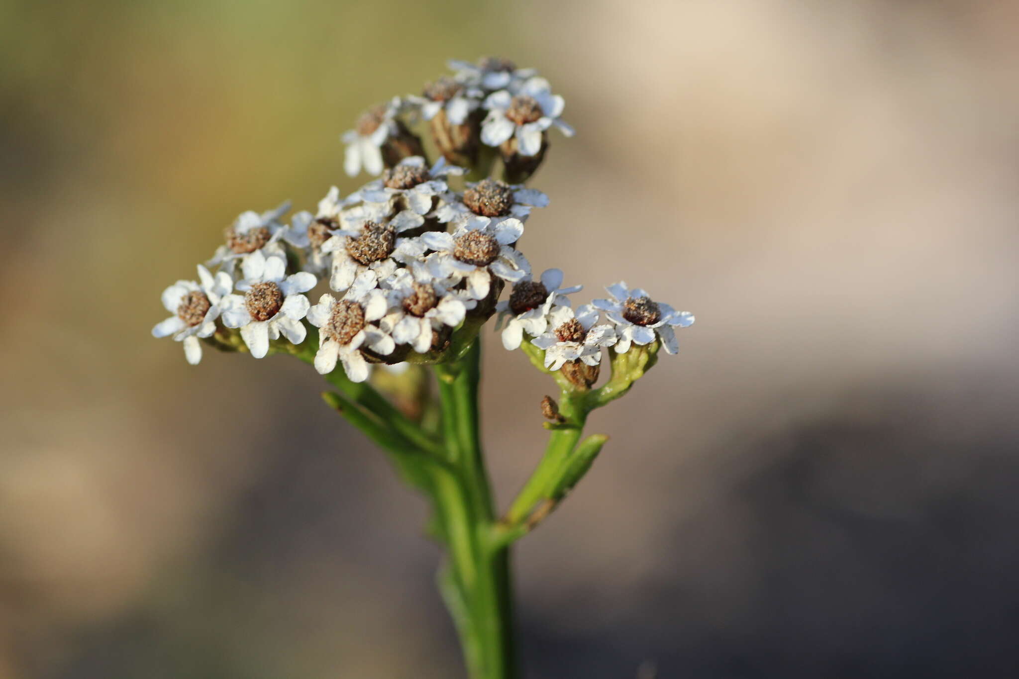 صورة Ixodia achillaeoides subsp. alata