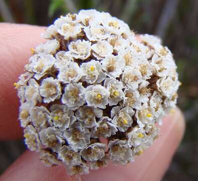 Image of Anaxeton asperum subsp. pauciflorum Lundgren