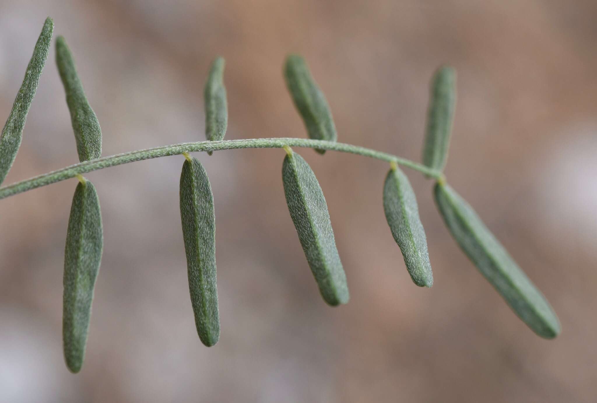 Plancia ëd Astragalus aequalis Clokey