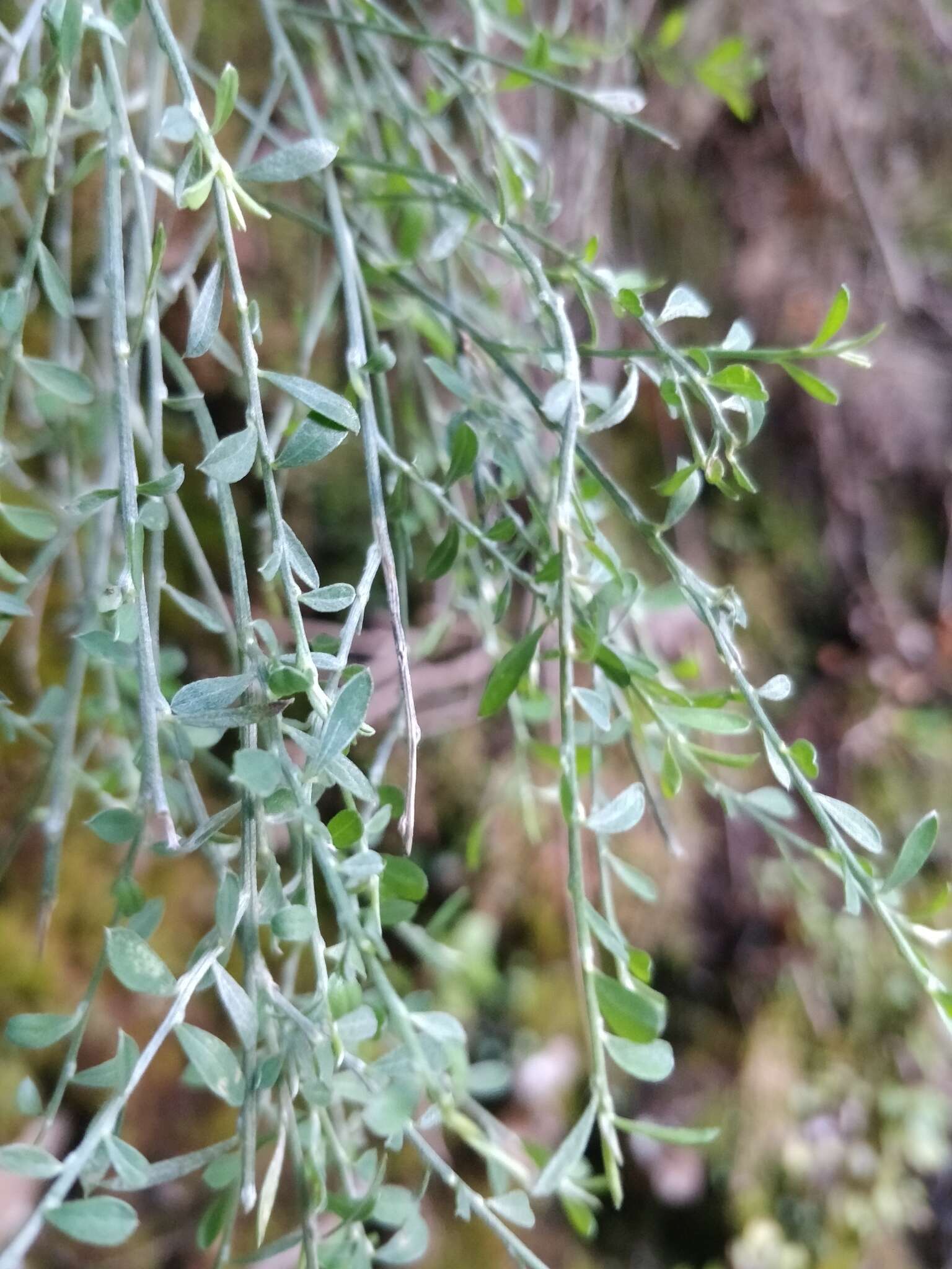 Imagem de Genista tenera (Murray) Kuntze