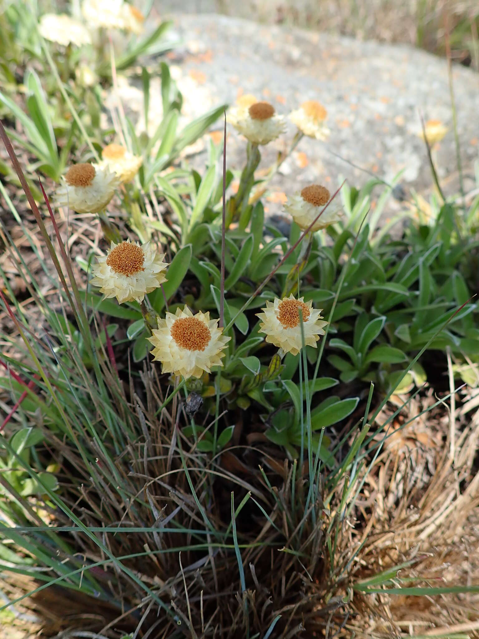 Image of Dwarf Everlasting