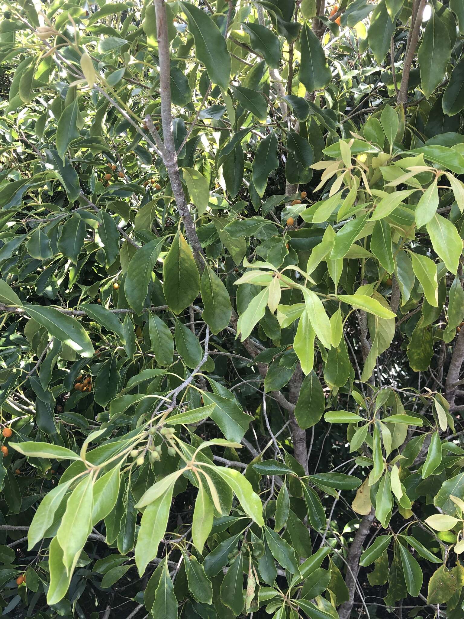 Image of Rusty Pittosporum