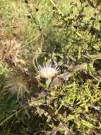 Plancia ëd Cirsium nuttalii DC.