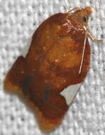 Image of flat white-spotted leaf roller