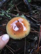 Image of Pholiota velaglutinosa A. H. Sm. & Hesler 1968