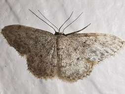 صورة Idaea typicata Guenée 1858